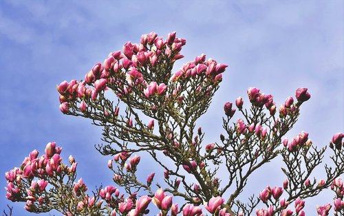 magnolia  magnolia tree  flowers