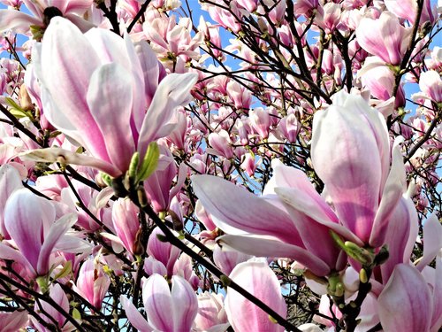 magnolia  blossom  spring