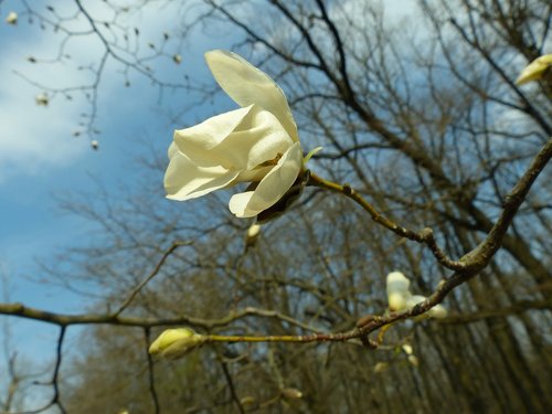 magnolia  spring  bloom