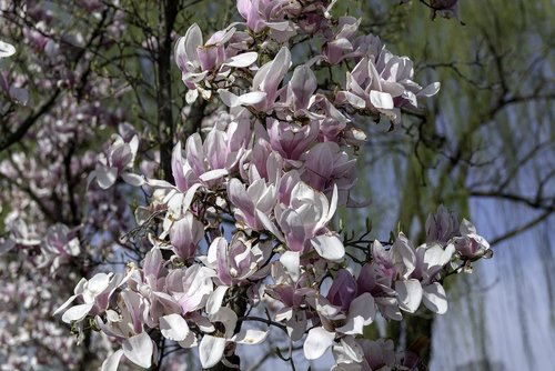 magnolia  flower  blossom