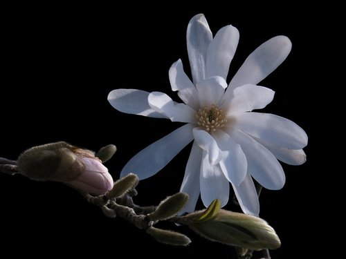 magnolia  star magnolia  white flower