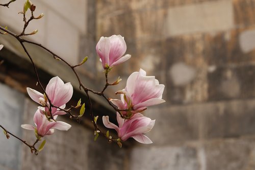 magnolia  bloom  spring