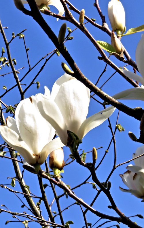 magnolia  magnolia tree  spring