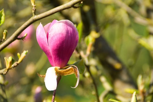 magnolia  blossom  bloom