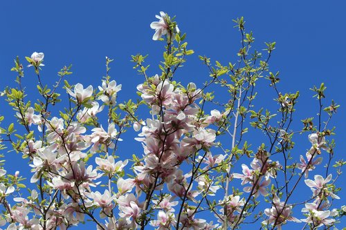 magnolia  spring  pink