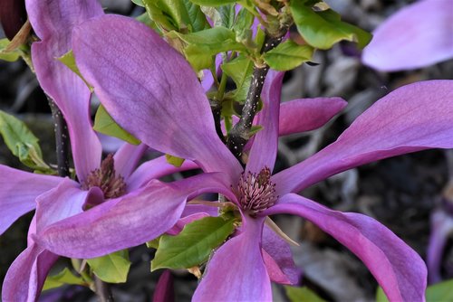 magnolia  blossom  bloom