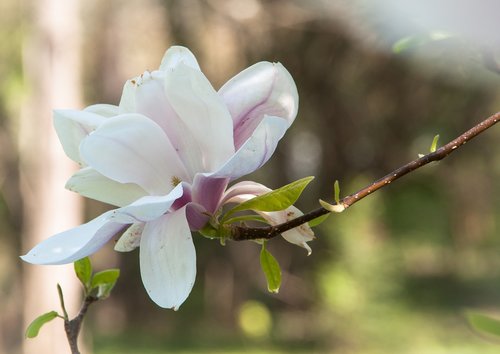 magnolia  branch  blossom