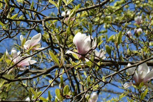 magnolia  blossom  bloom