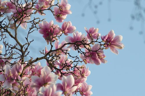 magnolia  flower  spring