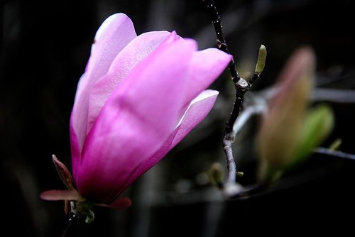 magnolia  flowers  pink