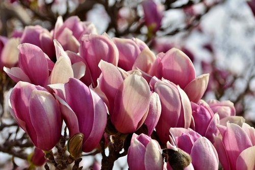 magnolia  magnolia tree  flowers