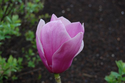 magnolia  flower  spring