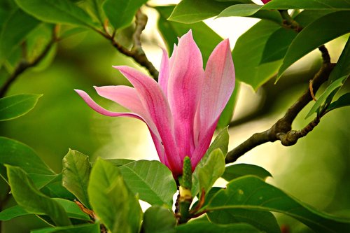 magnolia  flower  tree