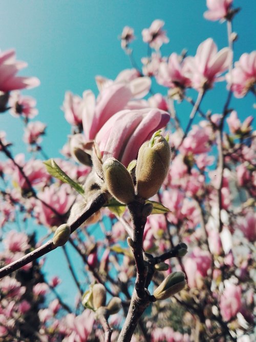 magnolia  bud  spring