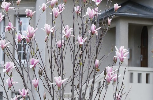 magnolia  spring flowering  pink