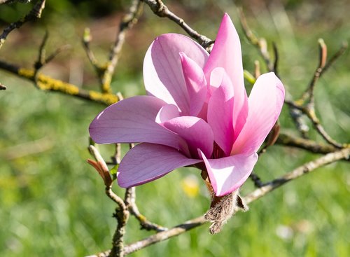 magnolia  tree  spring