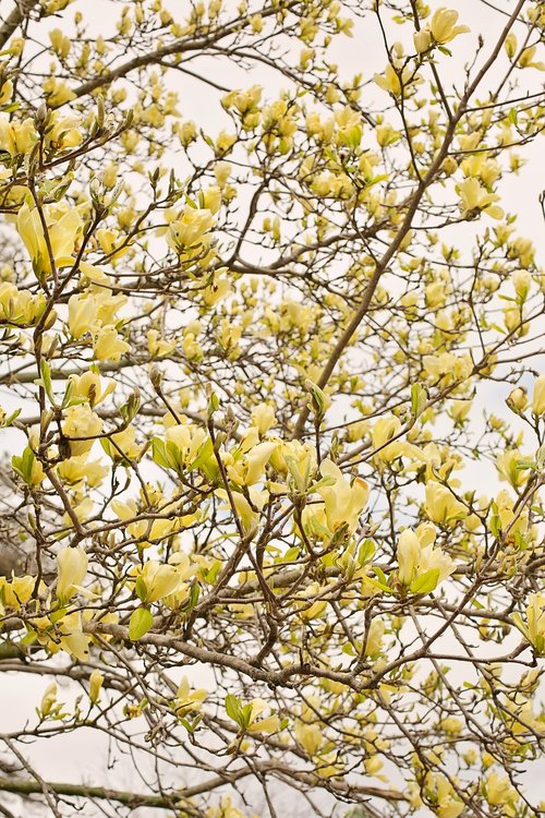 magnolia  tree  flowers
