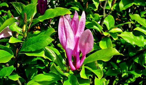 magnolia  flower  pink