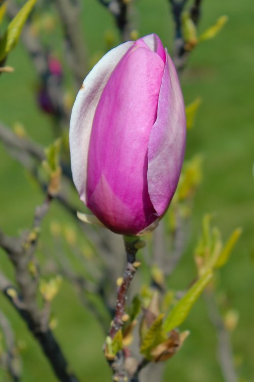 magnolia  flower  bud