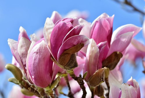 magnolia  magnolia tree  flowers