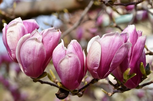 magnolia  magnolia tree  flowers