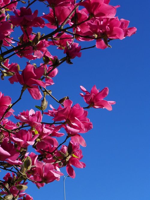 magnolia tree red tree