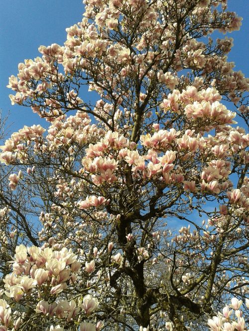 magnolia flower autumn