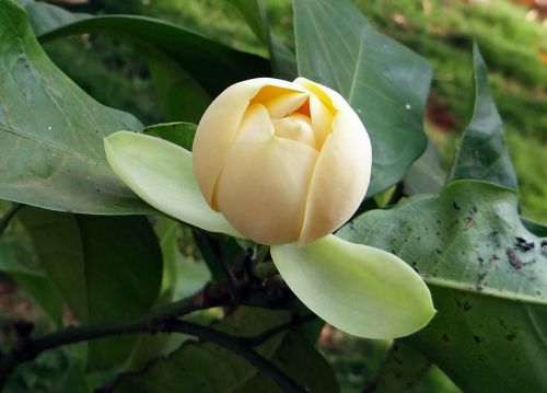 magnolia flower blossom