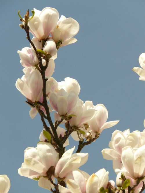 magnolia ornamental bush