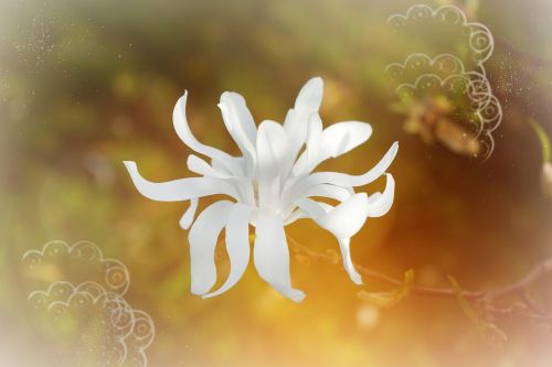 magnolia white blossom