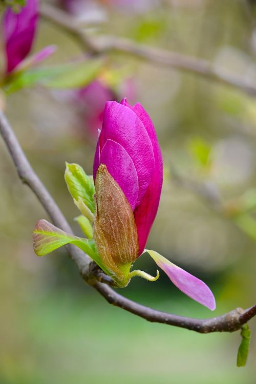 magnolia blossom bloom