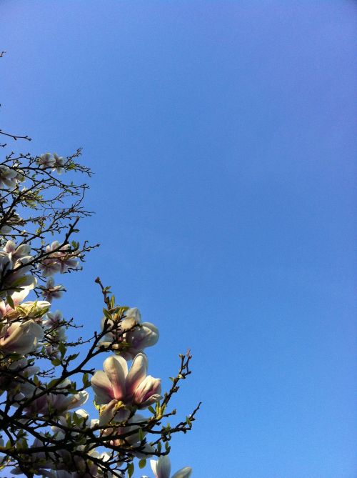 magnolia blue sky bloom