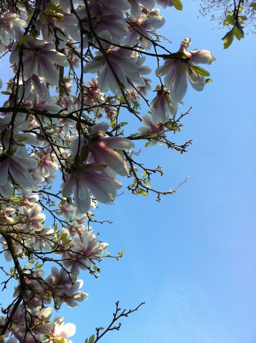 magnolia blue sky bloom