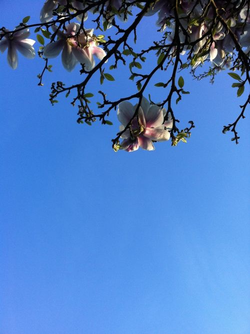 magnolia blue sky bloom