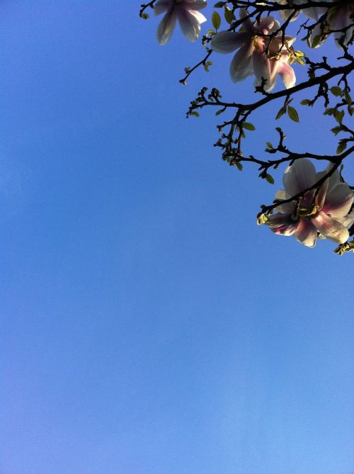 magnolia blue sky bloom