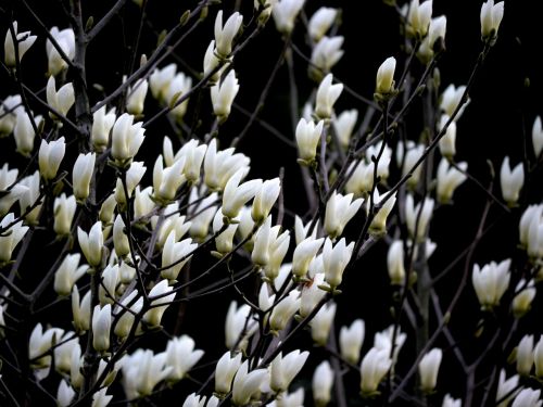 magnolia white flowers