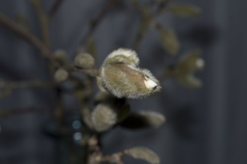 magnolia flower button