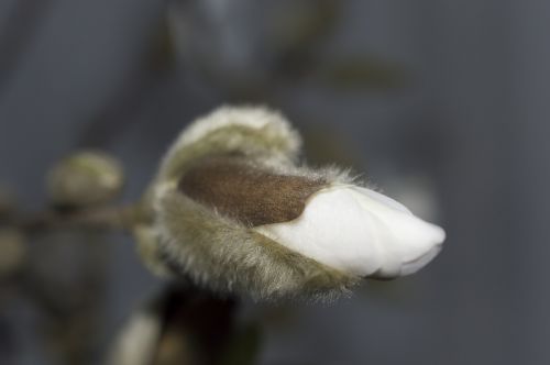 magnolia flower button