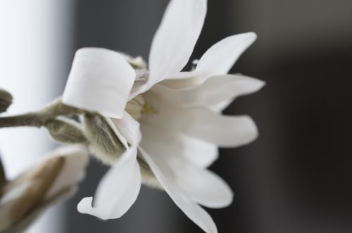 magnolia flower button