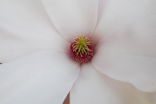 magnolia flower flower calyx