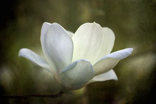 magnolia flower texture