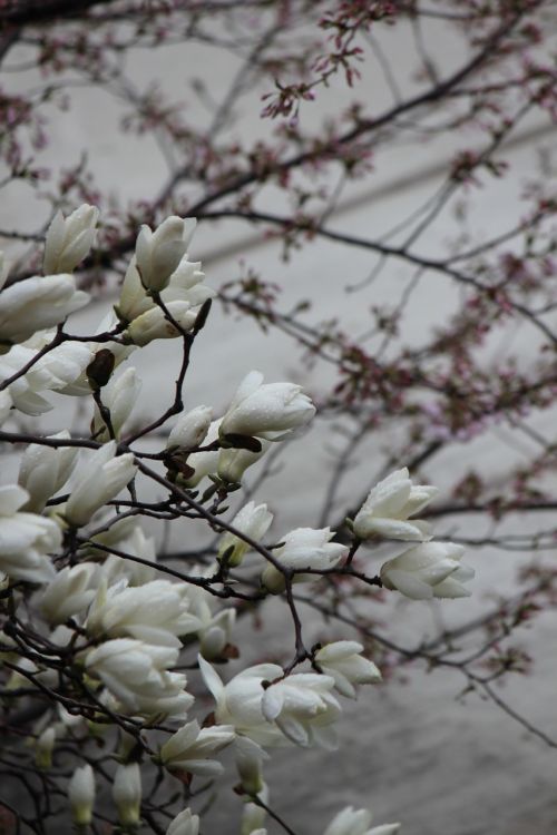 magnolia non spring