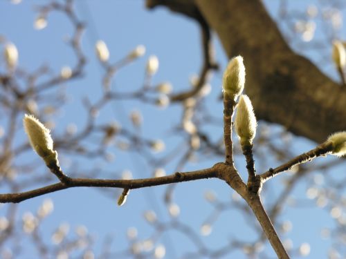 magnolia spring plants