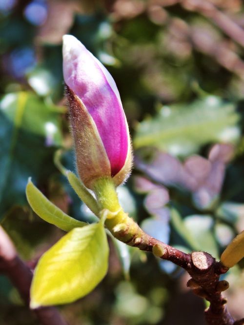 magnolia tree pink