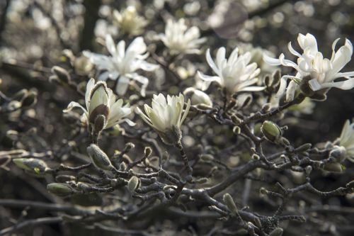 magnolia tree bloom