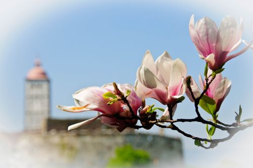 magnolia blossom bloom