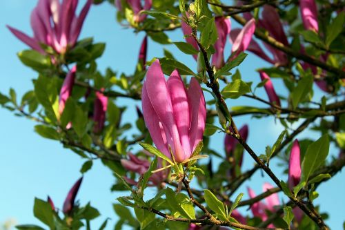 magnolia tulip tree tulip branch