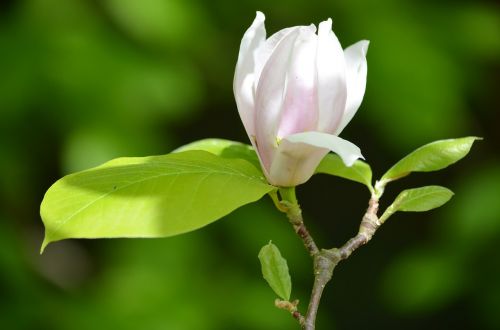 magnolia harmony pink