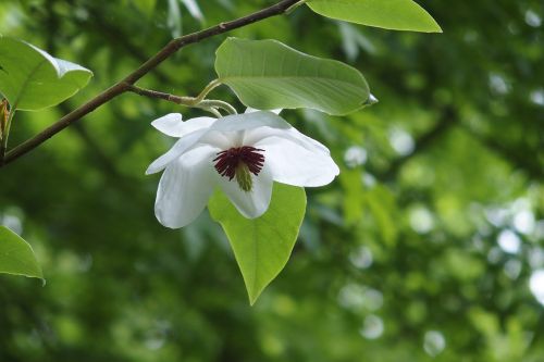 magnolia umbrella tree white