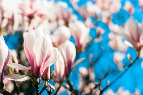 magnolia spring blossom